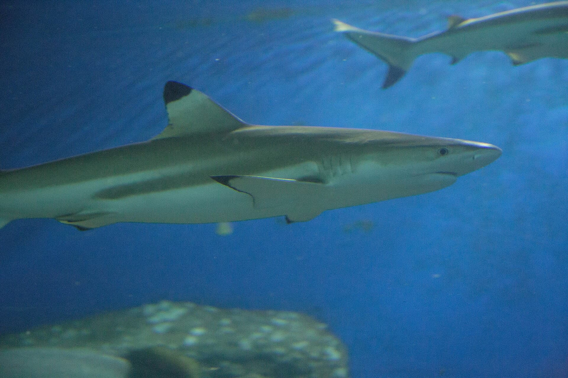 パタヤ Underwater World の水槽のオグロメジロザメ